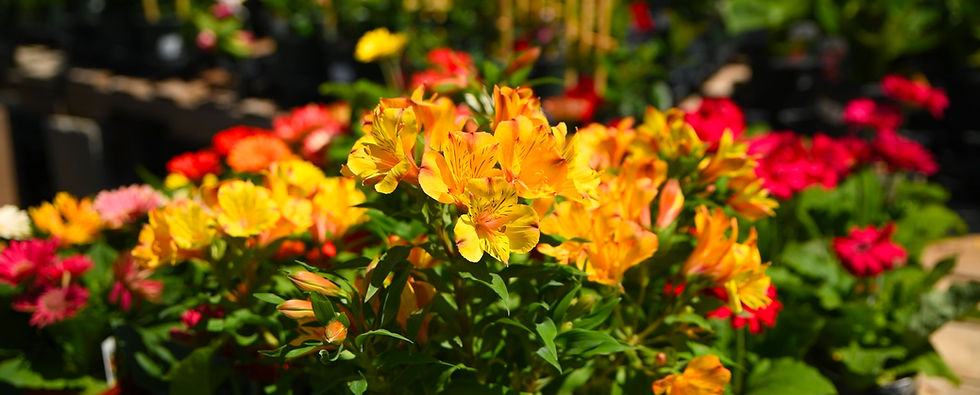 Bright yellow and orange Alstroemeria flowers in focus with a blurred background of red and pink blooms, creating a vibrant garden scene.