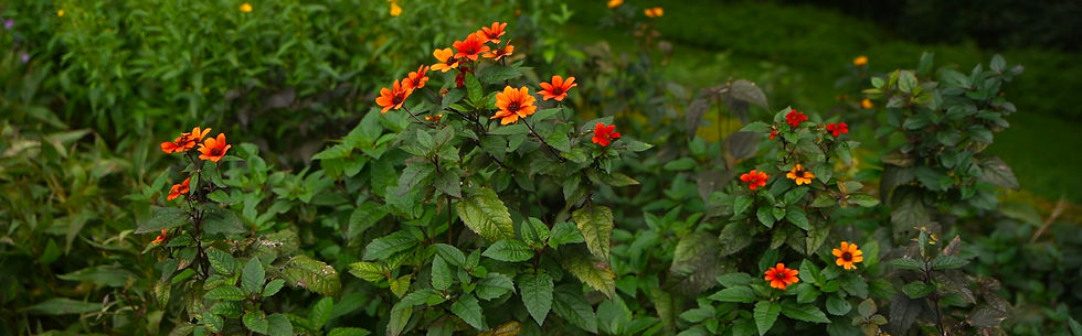 Orange and red wildflowers blooming among lush green leaves in a garden, with a calm, natural feel.