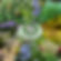 Native Shady Rain Garden Design