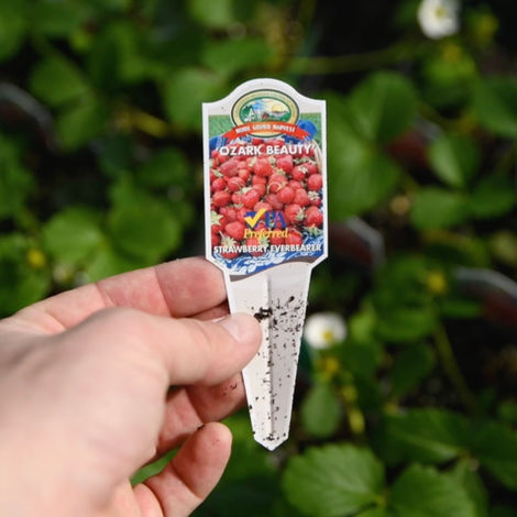 Fill your bowls with Bountiful Gardens’ 'Ozark Beauty' Strawberries. These honey-sweet, deep red berries are the gold standard for fresh eating and preserves. Explore!