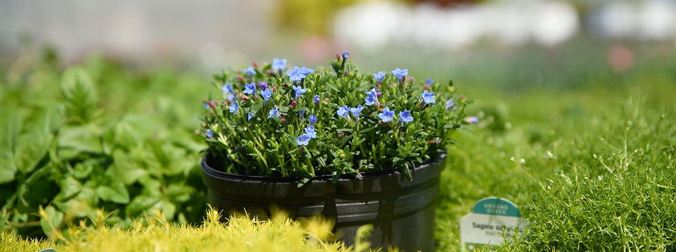 A black pot of vibrant blue Lithodora flowers surrounded by lush green foliage, with a label partially visible. Bright, sunny garden setting.