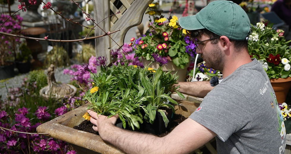 Get your plants laid out to make sure you're happy with your design