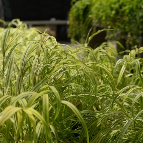Light up your shade garden with Bountiful Gardens’ Hakonechloa. This "living waterfall" of gold foliage adds fluid motion and bright color to dark corners. Shop!
