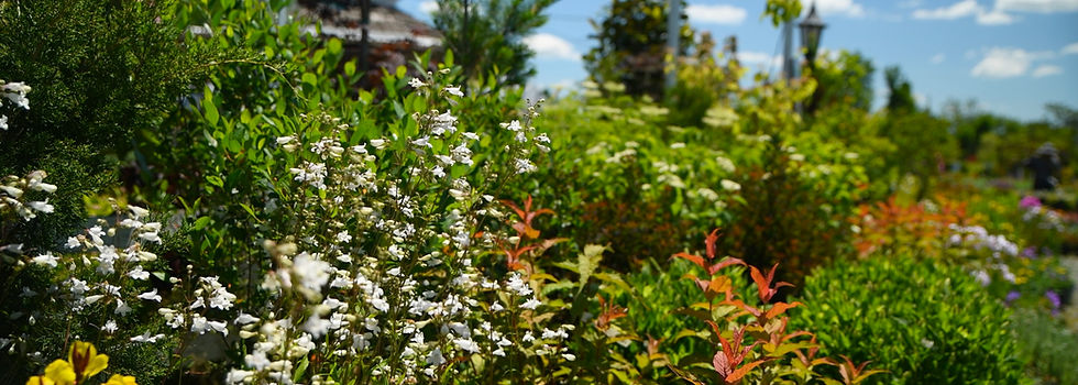 Sunny garden filled with white Penstemon flowers, green foliage, and red-tipped plants under a blue sky.