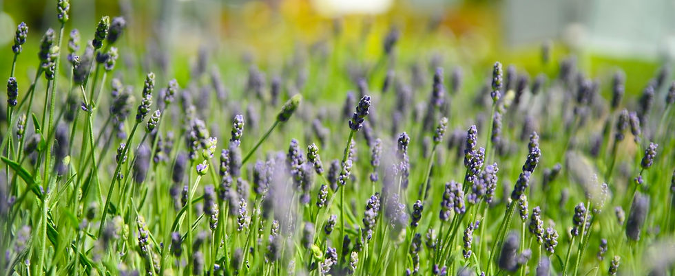 Lavender field with purple blooms and green stems. Sunny day, blurred background with hints of yellow and white, creating a tranquil mood.