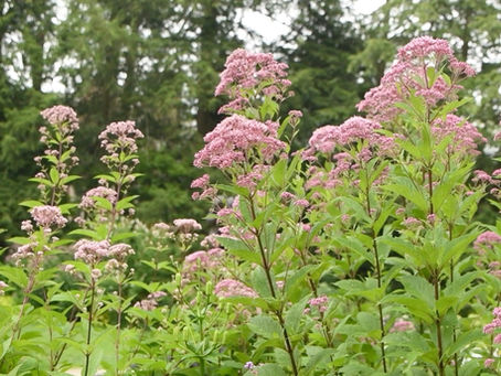 Joe Pye Weed is a Towering Native Icon of the Garden!