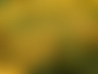 The Case for Cultivars and Hybrids (Rudbeckia)