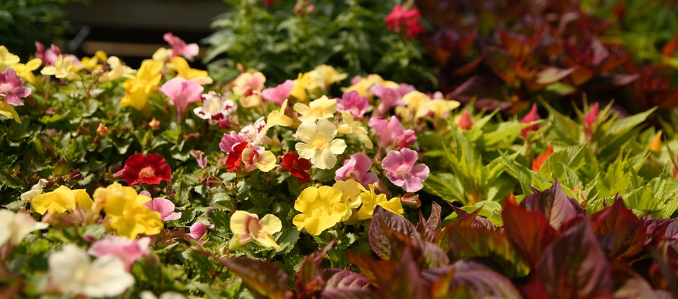 Vibrant garden scene with colorful Mimulus flowers in pink, yellow, and red hues amidst lush green foliage, conveying a lively, springtime mood.
