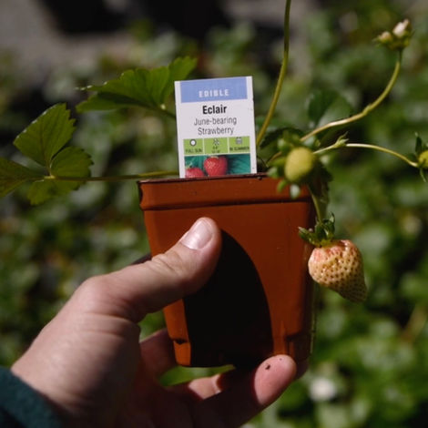 Grow a sophisticated strawberry patch with 'Eclair' from Bountiful Gardens. These vigorous, early-season producers offer large, firm fruit and lush foliage. Explore!