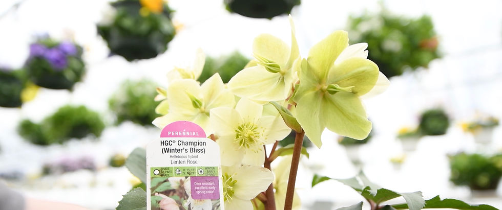 Hellebore 'Winter's Bliss'
