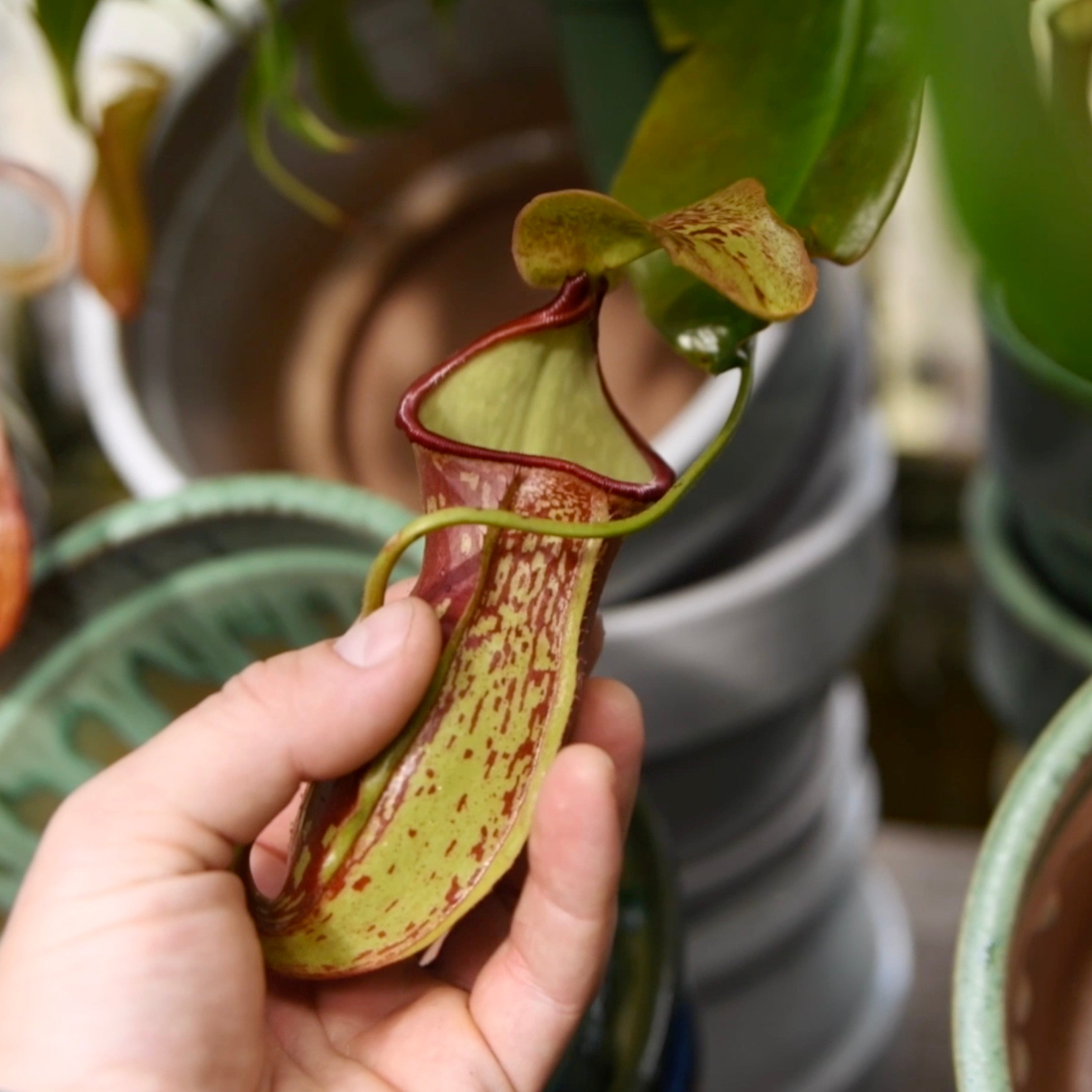 Indoor Carnivorous Plants | Bountiful Gardens