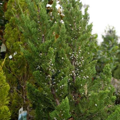 Get "star" quality with Bountiful Gardens! Hollywood Junipers offer wild, twisted branches and artistic flair. The perfect, windswept specimen for your NJ landscape.