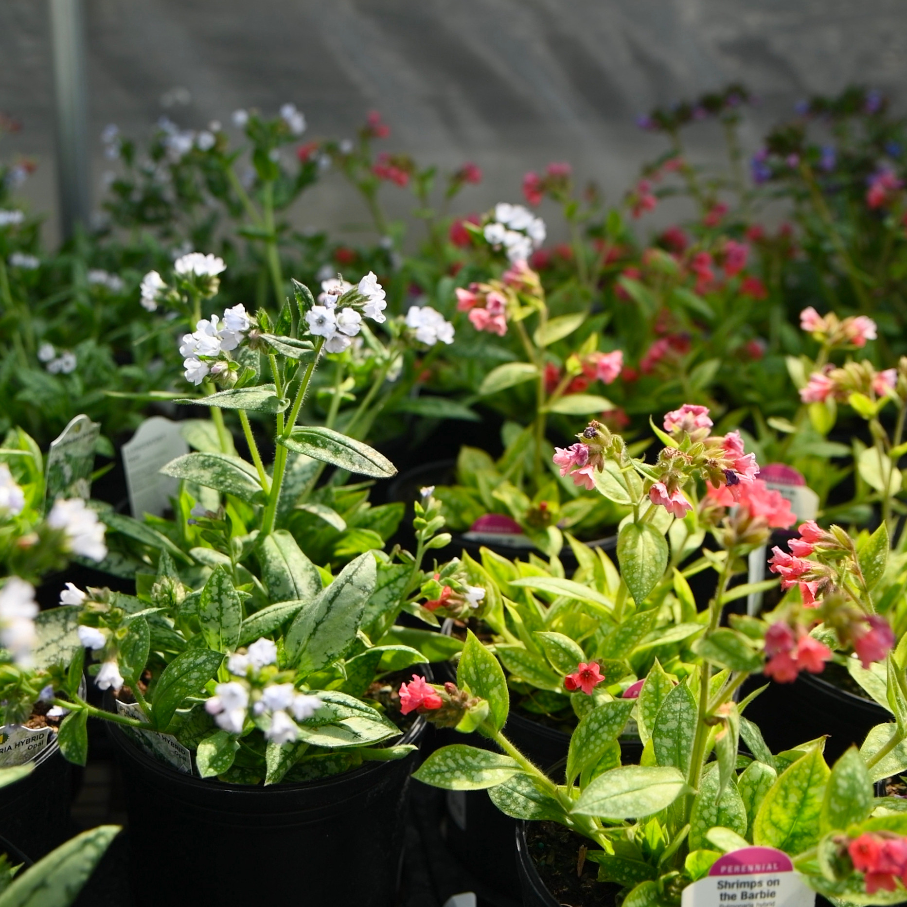 Pulmonaria | Bountiful Gardens