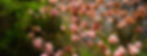 Pink and peach magnolia blossoms on branches, set against a lush green background and clear blue sky, evoke a serene springtime mood.