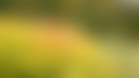 Achieve Year-Round Splendor with Amsonia (Blue Star)!