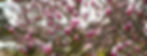 Saucer Magnolia blossoms, just beginning to open up.