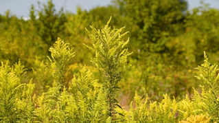 Goldenrod is the STAR of Any Fall Garden!