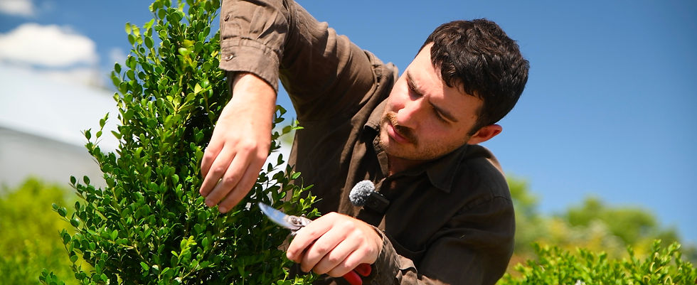 Man prunes a green shrub with shears outdoors under a bright blue sky.
