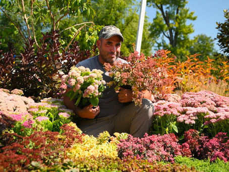 Why You Need Sedum!⚡️🌱 The Ultimate Late-Season Garden Superhero