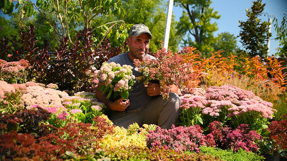 Why You Need Sedum!⚡️🌱 The Ultimate Late-Season Garden Superhero