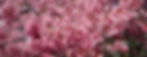 Close-up of Okame Cherry blossoms in full bloom.