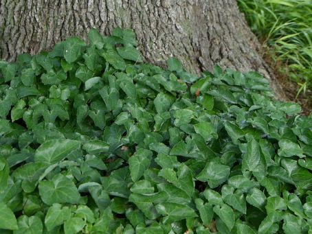 The BEST Deer Resistant Plants for Your Shady Woodland Garden!