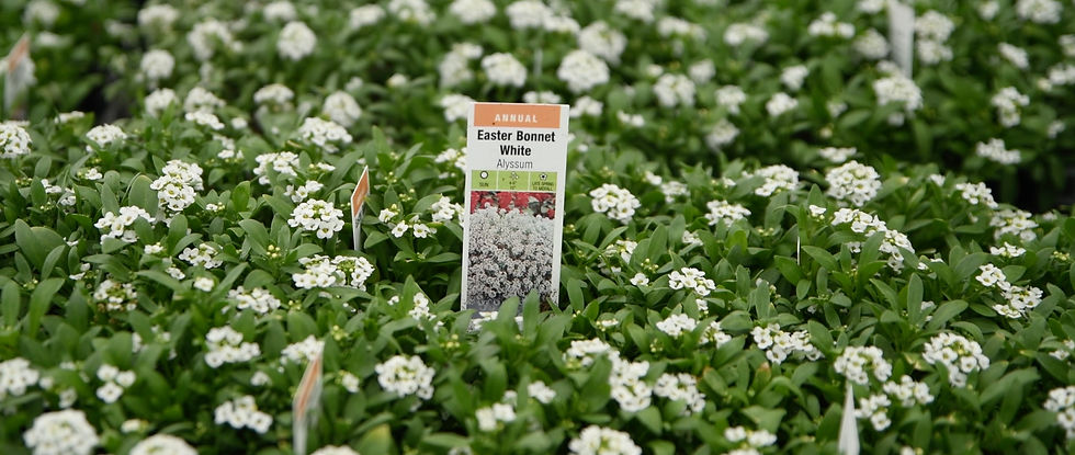Sweet Alyssum is a perfect filler for lower levels of your design