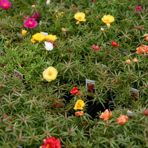 Portulaca