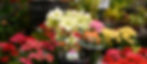 Hellebore 'Winter's Bliss,' surrounded by Kalanchoe