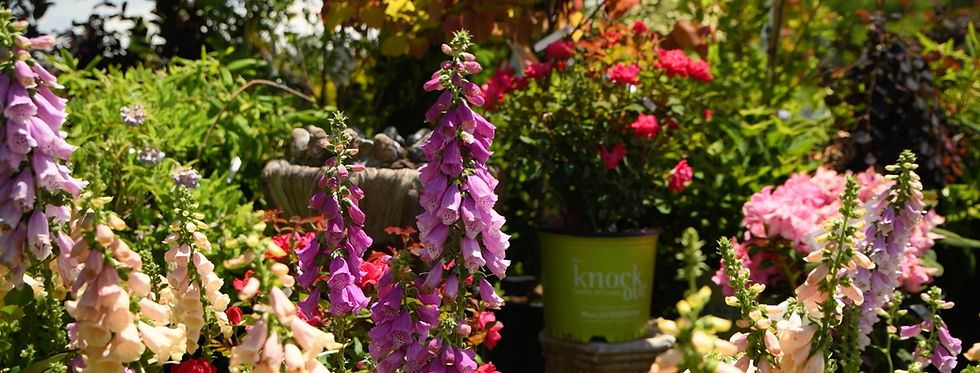 Colorful foxgloves and roses in a sunny garden