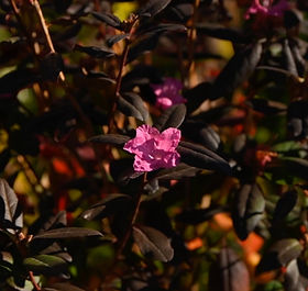 PJM Rhododendron | Bountiful Gardens