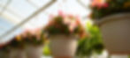 Hanging flower pots with pink Begonia blooms and green leaves in a greenhouse setting. Sunlight filters through the roof, creating a bright, serene mood.