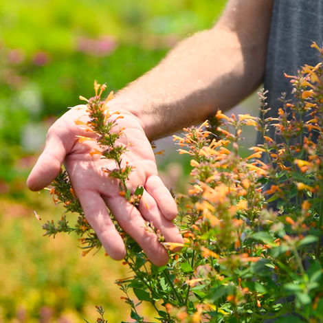 Turn your garden into a hummingbird sanctuary! Bountiful Gardens’ Agastache offers nectar-rich blooms that bees and butterflies love. A NJ pollinator essential.