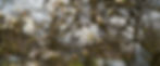 White star magnolia blooms on branches with closed buds against a blurred background of trees, evoking a serene spring mood.
