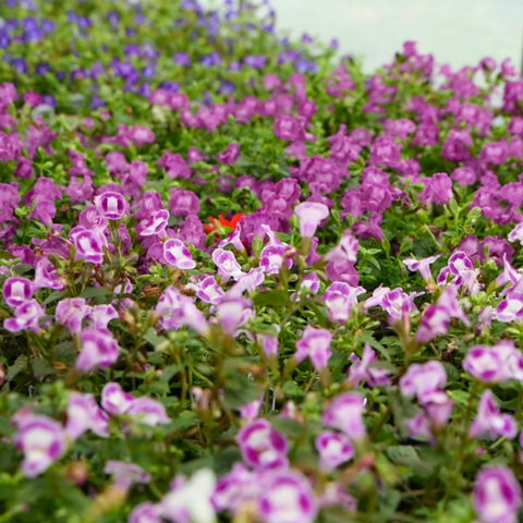 Torenia