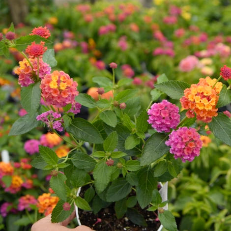 Lantana