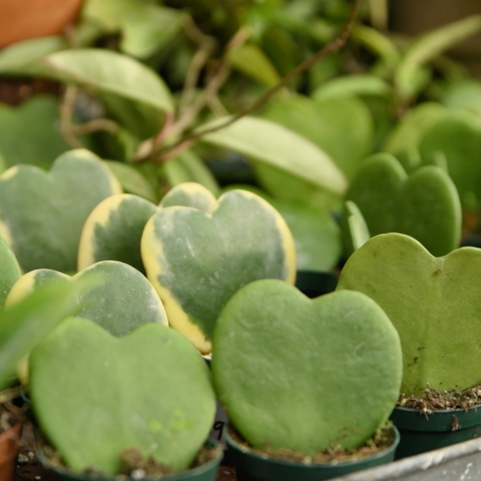 Hoya | Bountiful Gardens