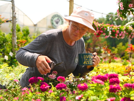 Are You Deadheading Your Annuals Properly?? - Our Definitive Guide!