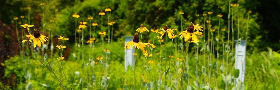 Yellow Great Coneflowers with dark centers sway in a lush green garden, with white posts in the background.