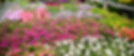 A vibrant display of multicolored petunias, including pink, white, and orange, arranged in rows on a garden bed, creating a lively scene.