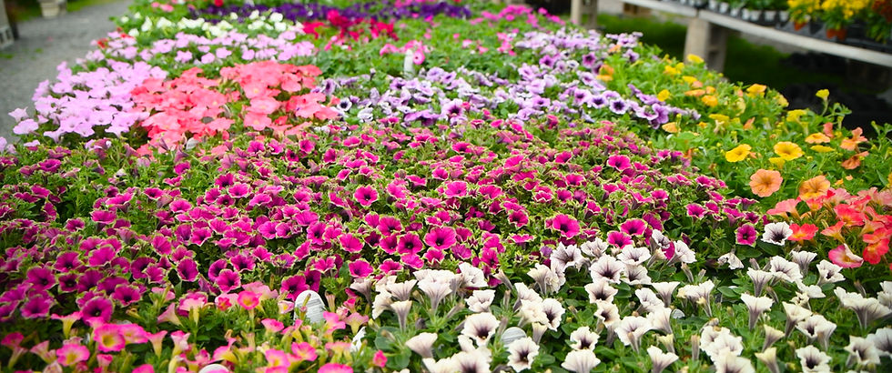 A vibrant display of multicolored petunias, including pink, white, and orange, arranged in rows on a garden bed, creating a lively scene.