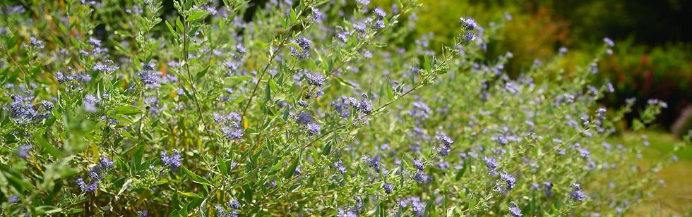 Closeup of blue flowers on Caryopteris, or Bluebeard