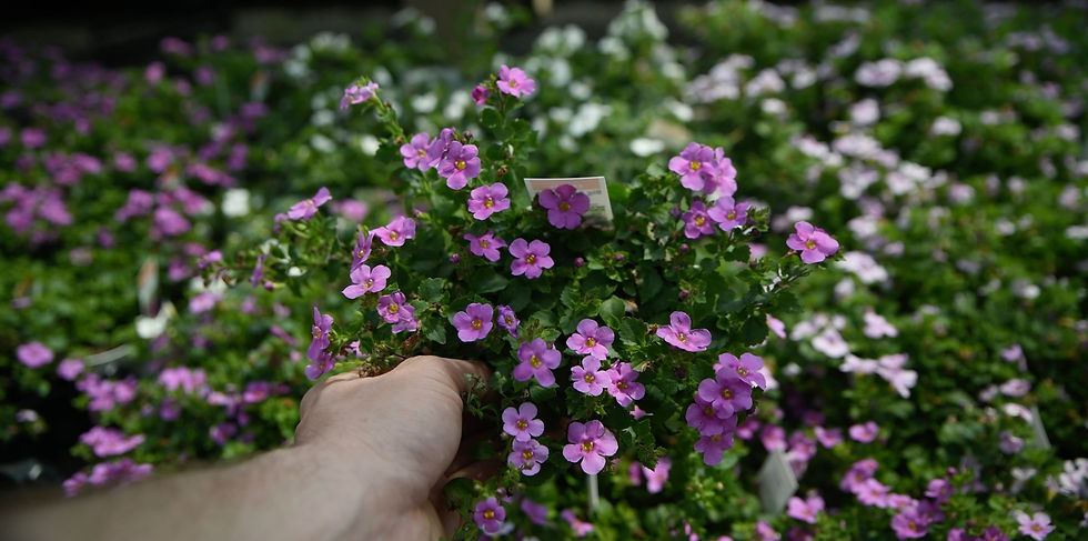 Bacopa makes for a beautiful spiller on the outskirts of arrangements