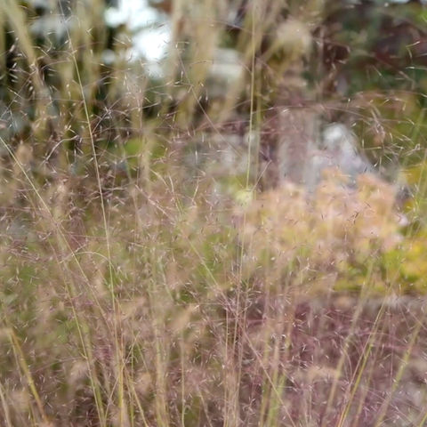 Add ethereal texture with Bountiful Gardens’ Muhly Grass. This deer-resistant, native perennial provides a low-maintenance, glowing backdrop for fall. Explore!