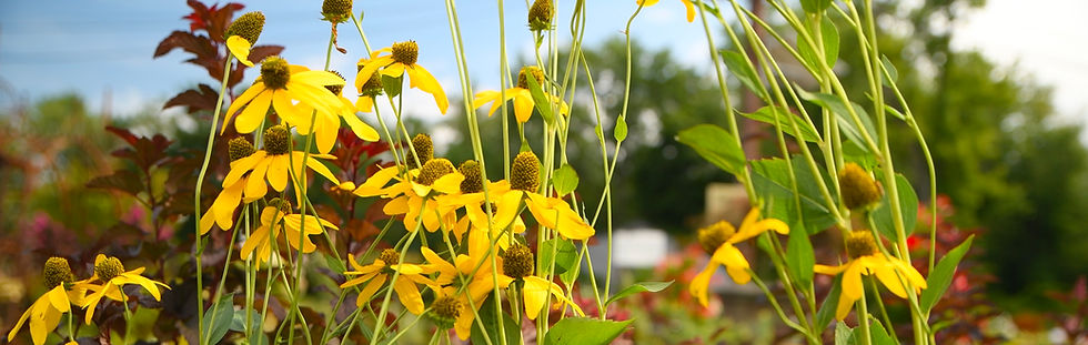 Yellow wildflowers with tall green stems sway in a sunny garden, with blurred trees and blue sky in the background.