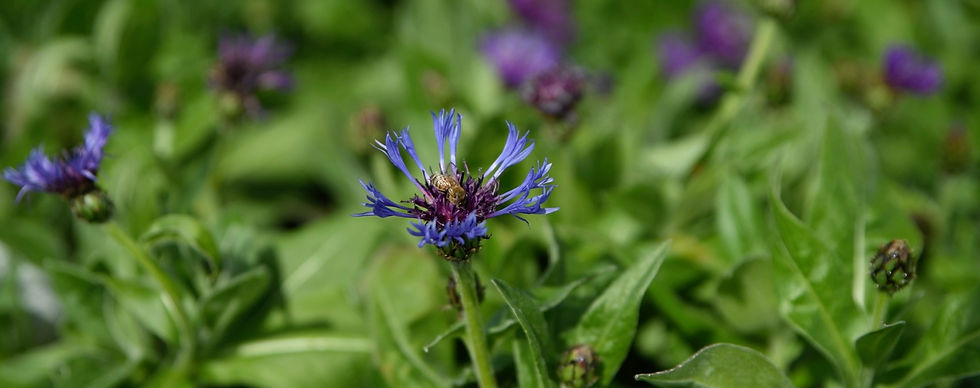Blue Cornflower has a gorgeous color and texture, as well as nectar and pollen that bees adore!
