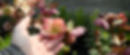 Hellebore 'Cheryl's Shine,' with magenta edges fading to a yellow-pink pastel center