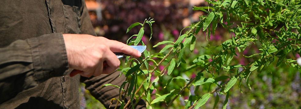 Close-up of a person pruning a leafy green branch with hand clippers in a sunlit garden, with blurred flowers behind.
