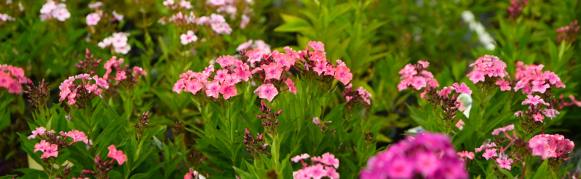 'Luminary Pink Lightning'
