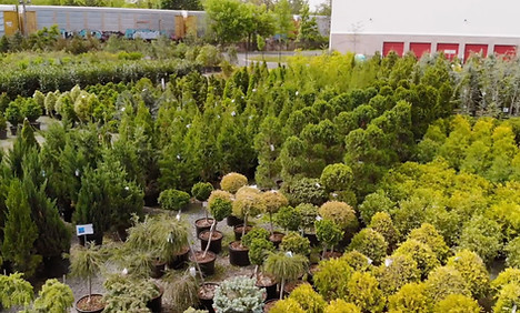 EvergreenShrubsTrees_Thumbnail.jpg